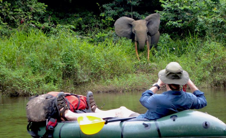 Packrafting metres away from a wild African jungle elephant on the river bank of the Kongou river, Gabon