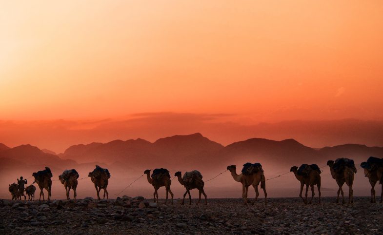 camels at sunset